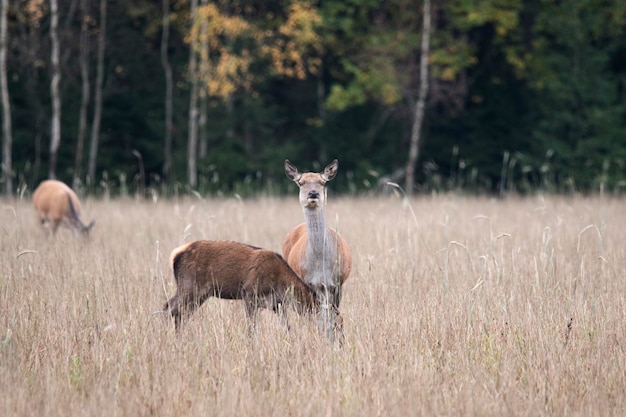 Zwei Freundinnen treffen auf einer Waldlichtung auf die Morgendämmerung