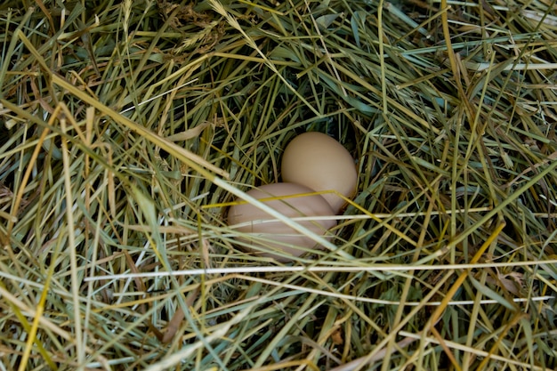 Zwei frische Ã'Â hicken Eier im Strohnest. Thema Ostern.