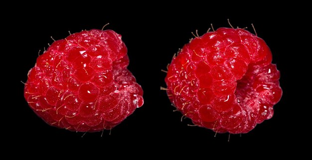 Zwei frische reife Himbeeren mit Wassertropfen auf schwarzem Hintergrund isoliert Makroaufnahme