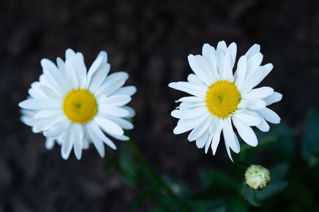 Zwei Gänseblümchen wachsen im Boden