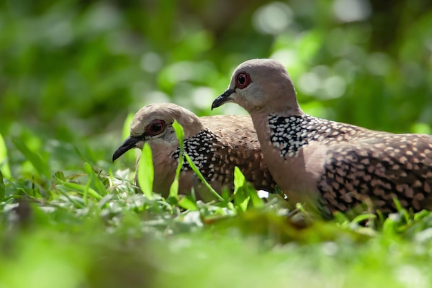 Zwei gefleckte Tauben bleiben auf Gras im Schatten Sri Lankas