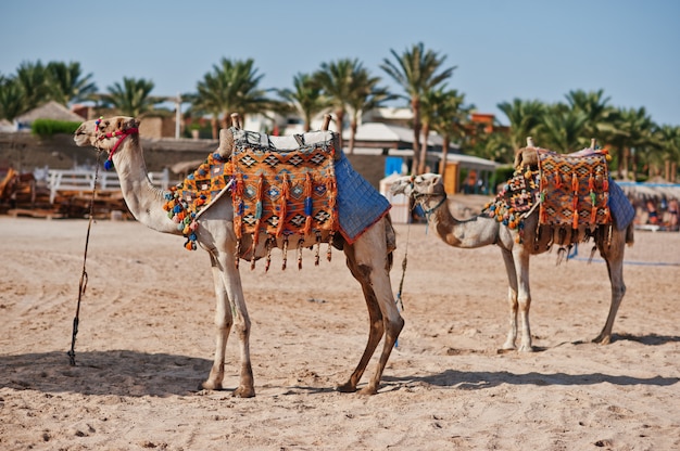 Zwei gekleidete Kamele am Strand im Sand