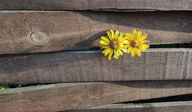 Zwei gelbe Blumen sprossen durch die faserigen Holzbretter