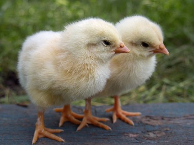 Zwei gelbe Hühner auf der Farm.