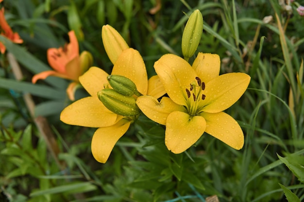 Zwei gelbe Lilien in Blüte in der Nähe im Garten nach dem Regen mit Regentropfen auf den Blütenblättern