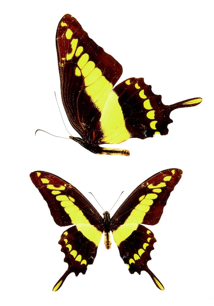 Zwei gelbe Schmetterlinge auf einem weißen Hintergrund. Foto in hoher Qualität