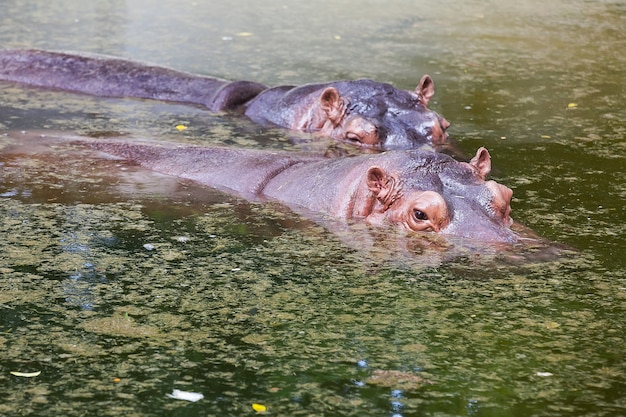 Zwei gemeine Nilpferd im Wasser an einer Wasserstelle