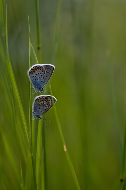 Zwei gemeinsame blaue Schmetterlinge auf einer Pflanze in der Natur aus nächster Nähe