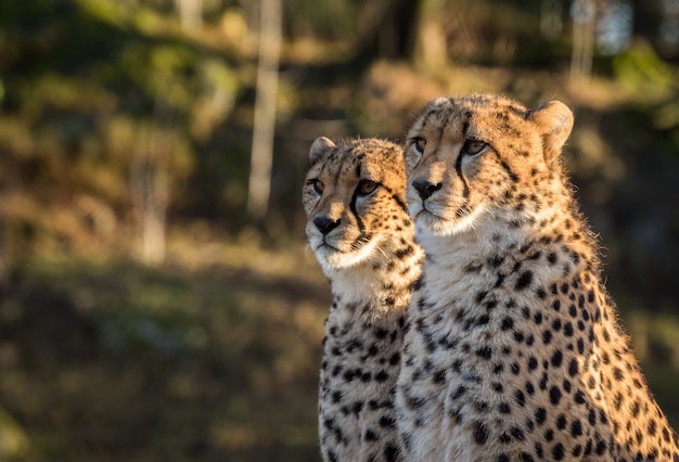 Zwei Geparden, Acinonyx jubatus, schauen nach links