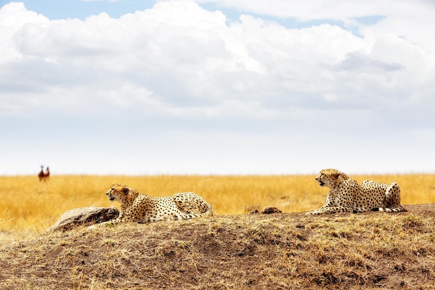 Zwei Geparden in Masai Mara Afrika