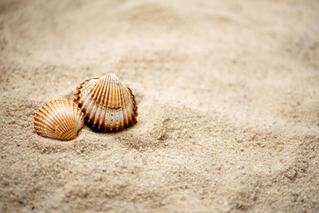 Zwei geriffelte Muscheln lagen auf sandigem Strand im Sommer im Meereshintergrund