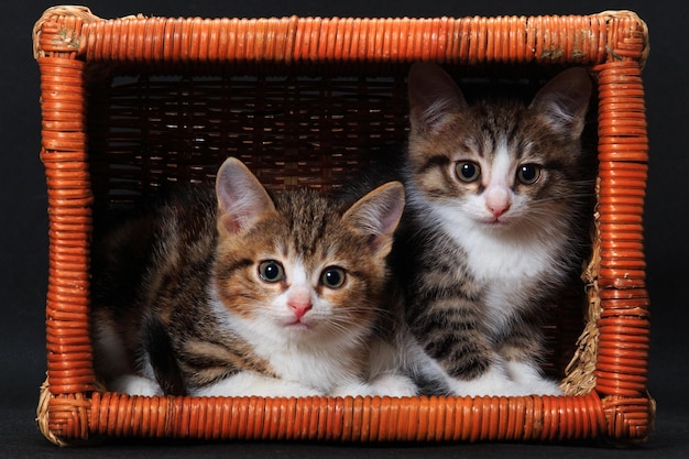 Zwei gestreifte Kätzchen, die im rechteckigen Korb sitzen