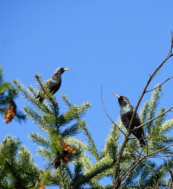 Zwei gewöhnliche Starvögel Sturnus Vulgaris sitzen auf dem Ast eines immergrünen Baumes