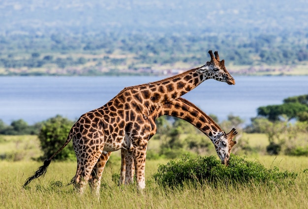 Zwei Giraffen im Murchinson Falls National Park.