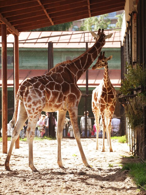 Zwei Giraffen im Zoo