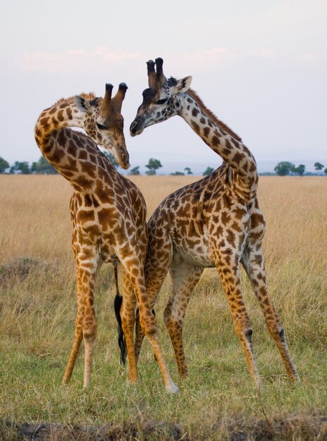 Zwei Giraffen in der Savanne