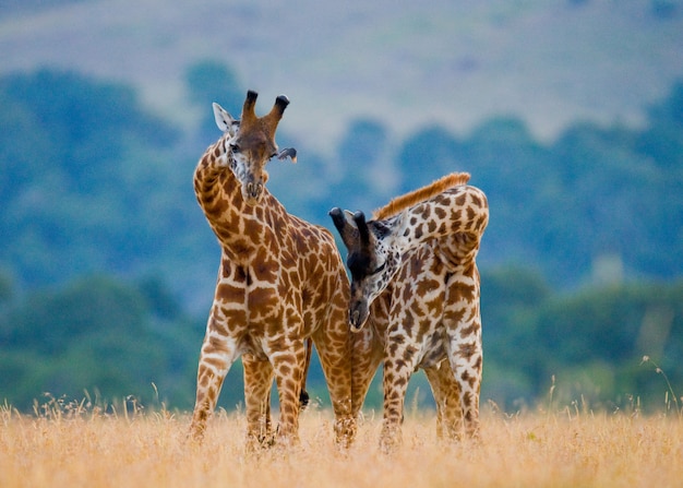 Zwei Giraffen in der Savanne