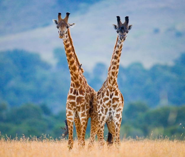 Zwei Giraffen in der Savanne