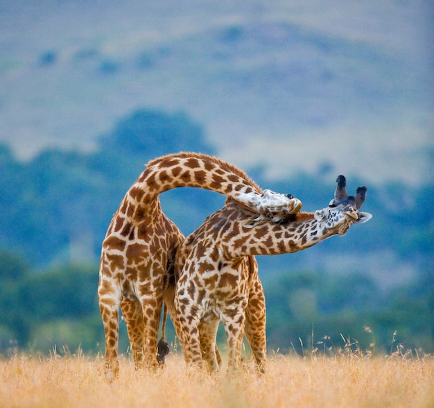 Zwei Giraffen in der Savanne