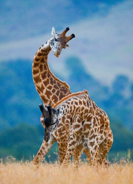 Zwei Giraffen in der Savanne