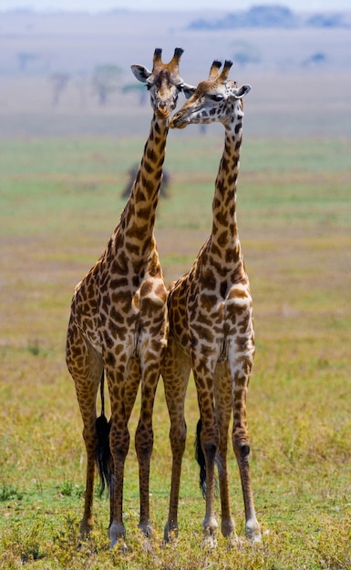 Zwei Giraffen in der Savanne.