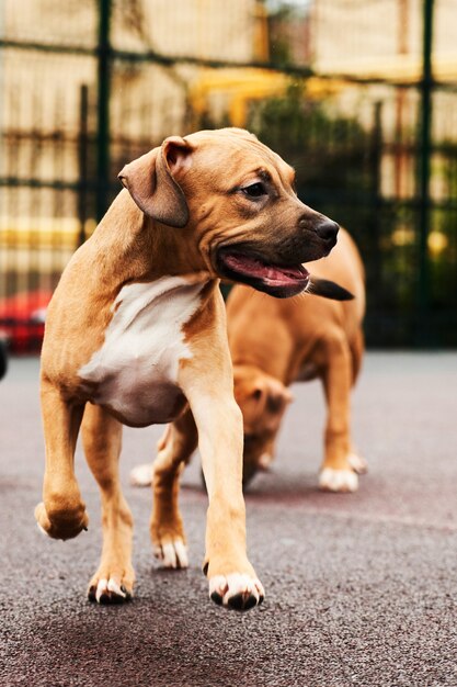 Zwei glückliche amerikanische Staffordshire Terrier Welpen für ein Spaziergangporträt