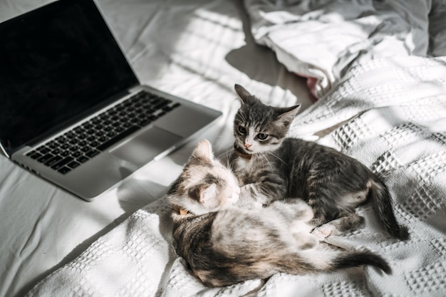 Zwei glückliche Obdachlose adoptierten graue Kätzchen, die zu Hause im Sonnenlicht in der Nähe des Laptops im Bett spielten
