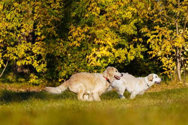 Zwei Golden Retriever haben Spaß beim gemeinsamen Laufen im Herbstpark