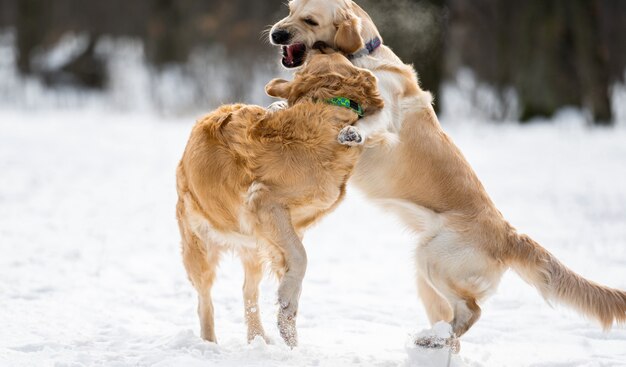 Zwei Golden Retriever-Hunde, die im Winter mit Schnee zusammen im Freien spielen