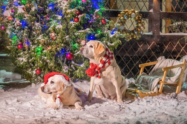 Zwei goldene Labradore in Schals sitzen während eines Schneefalls im Winter im Innenhof eines Mehrfamilienhauses in der Nähe eines geschmückten Weihnachtsbaums.