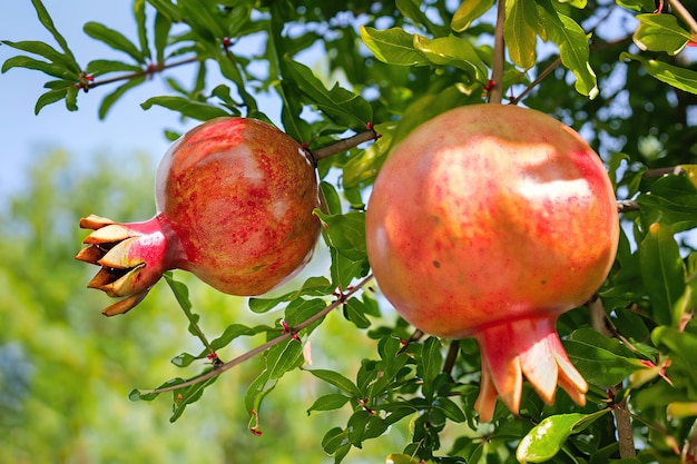 Zwei Granatäpfel hängen an einem Baum mit grünen Blättern.