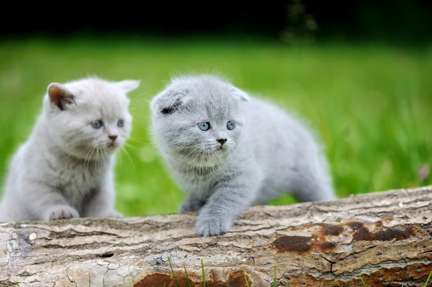 Foto zwei graue kätzchen auf natur. nettes babykätzchen auf baum