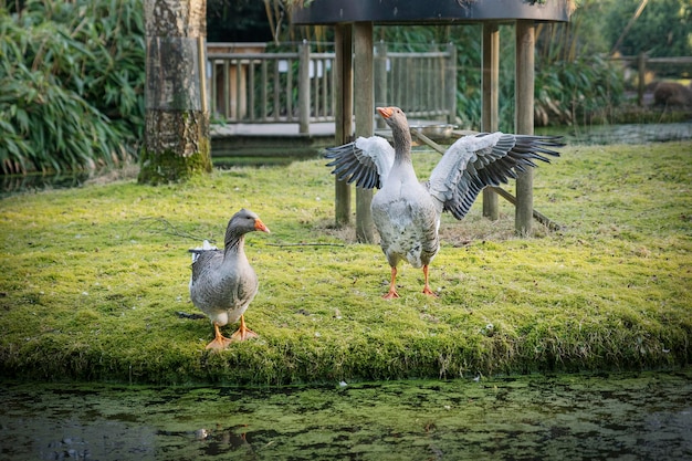 Zwei Graugänse am Flussufer