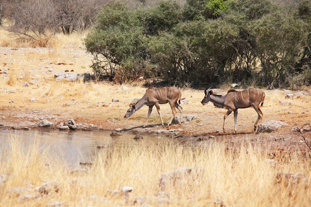 Zwei größere Kudu-Antilopen (Tragelaphus strepsiceros) im Etosha-Nationalpark, Namibia, Afrika.