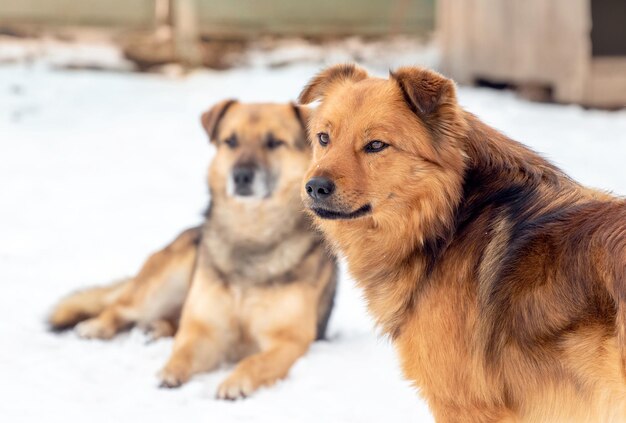 Zwei große braune Hunde im Winter im Schnee