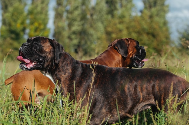 Zwei große Hunde der Rasse Deutscher Boxer für einen Spaziergang im Park