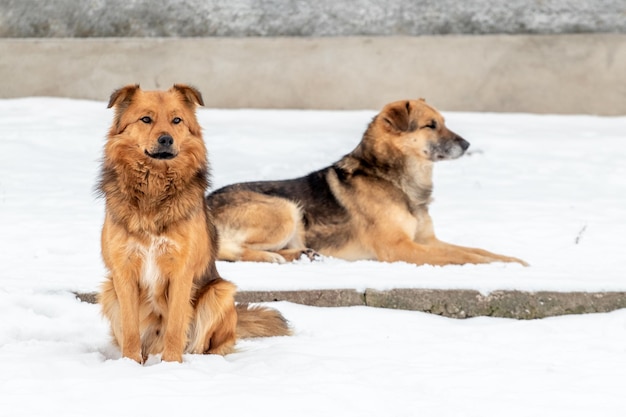 Zwei große Hunde im Winter im Schnee