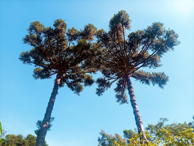 Foto zwei große kiefern