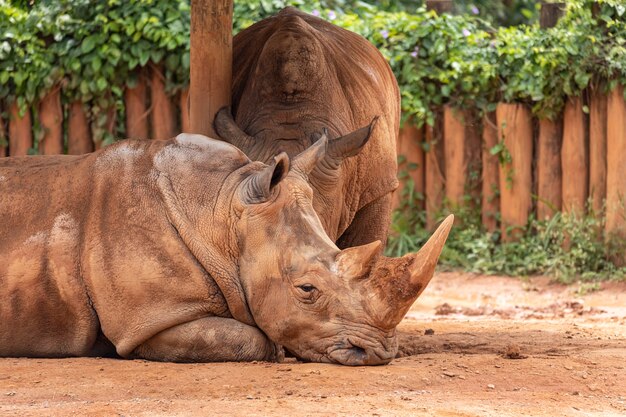 Zwei große Nashörner im Zoo