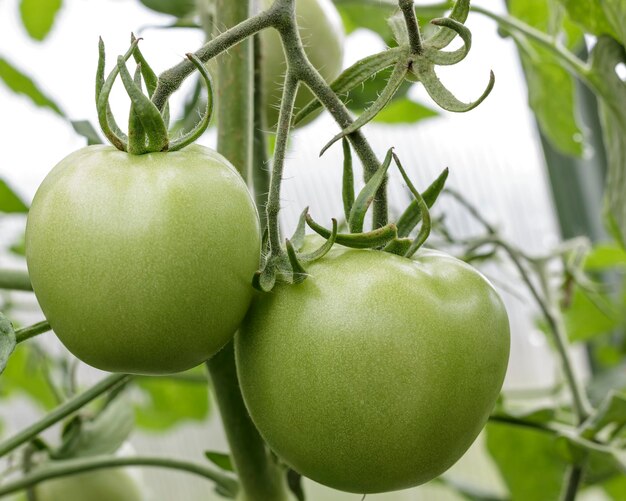 Zwei grüne große Tomaten hängen an einem Ast in einem Gewächshaus