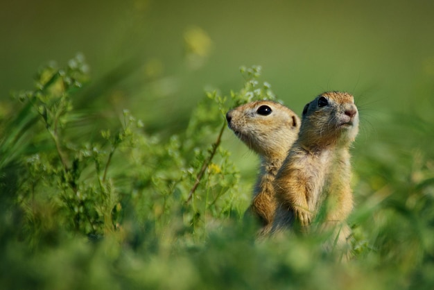 Zwei Grundeichhörnchen, die hüfttief im Gras auf einem schönen Hintergrund stehen