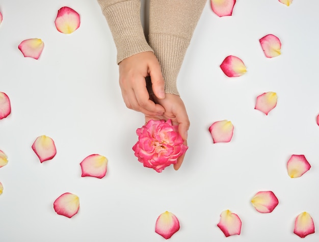 Zwei Hände eines jungen Mädchens mit glatter Haut und den rosafarbenen rosafarbenen Blumenblättern