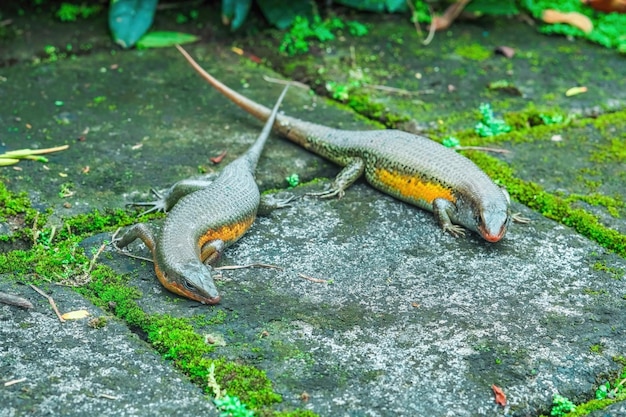 zwei Hauseidechsen im Garten