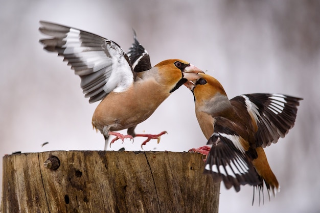 Zwei Hawfinch kämpfen am Feeder.