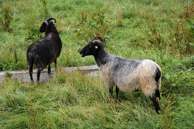 Zwei heimische Widder grasen auf der Weide auf dem Gras Haustiere auf einem Spaziergang