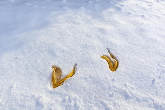 Zwei hellgelbe Blätter, die in weißen Schnee gefallen sind