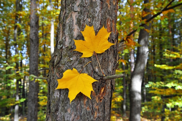 Zwei herbstgelbe Blätter auf einem Baumstamm.