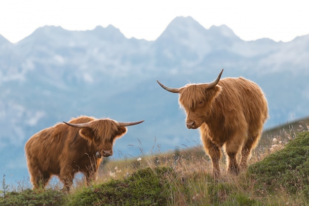 Zwei Hochländer - schottische Kuh auf den Schweizer Alpen