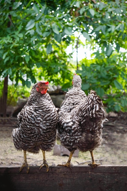 Zwei Hühner stehen voneinander abgewandt auf einem Holzbrett im Garten