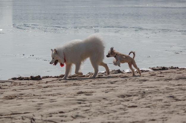 Zwei Hunde am Strand, einer von ihnen hat ein rotes Halsband und der andere eine rote Marke.